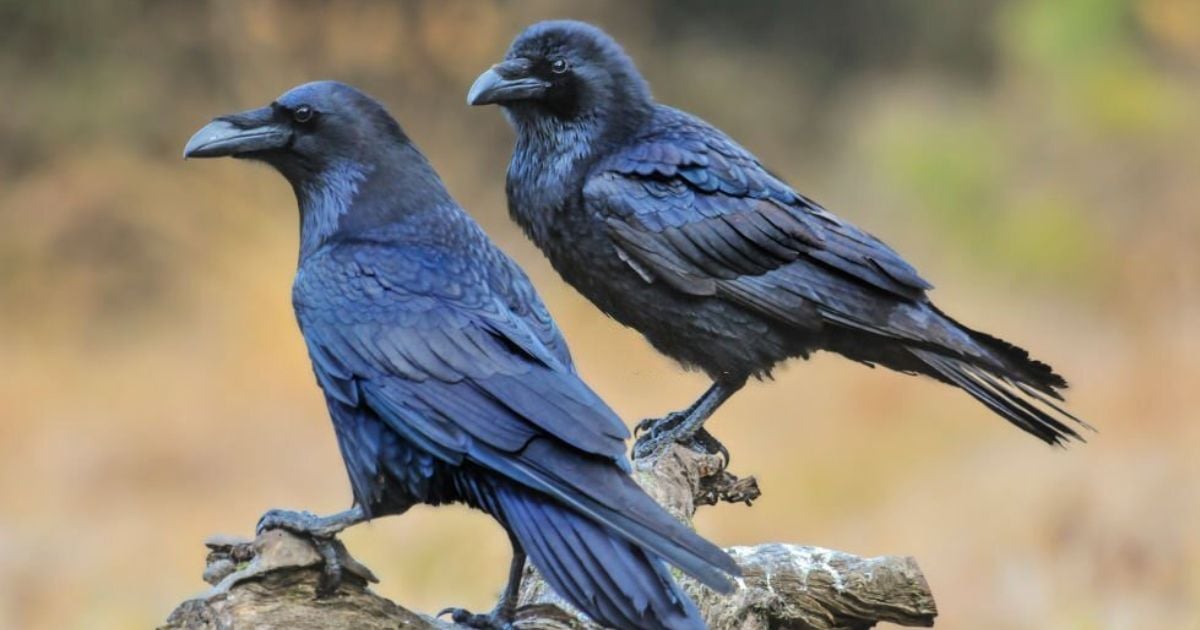 14 Meanings When You Dream About Crows