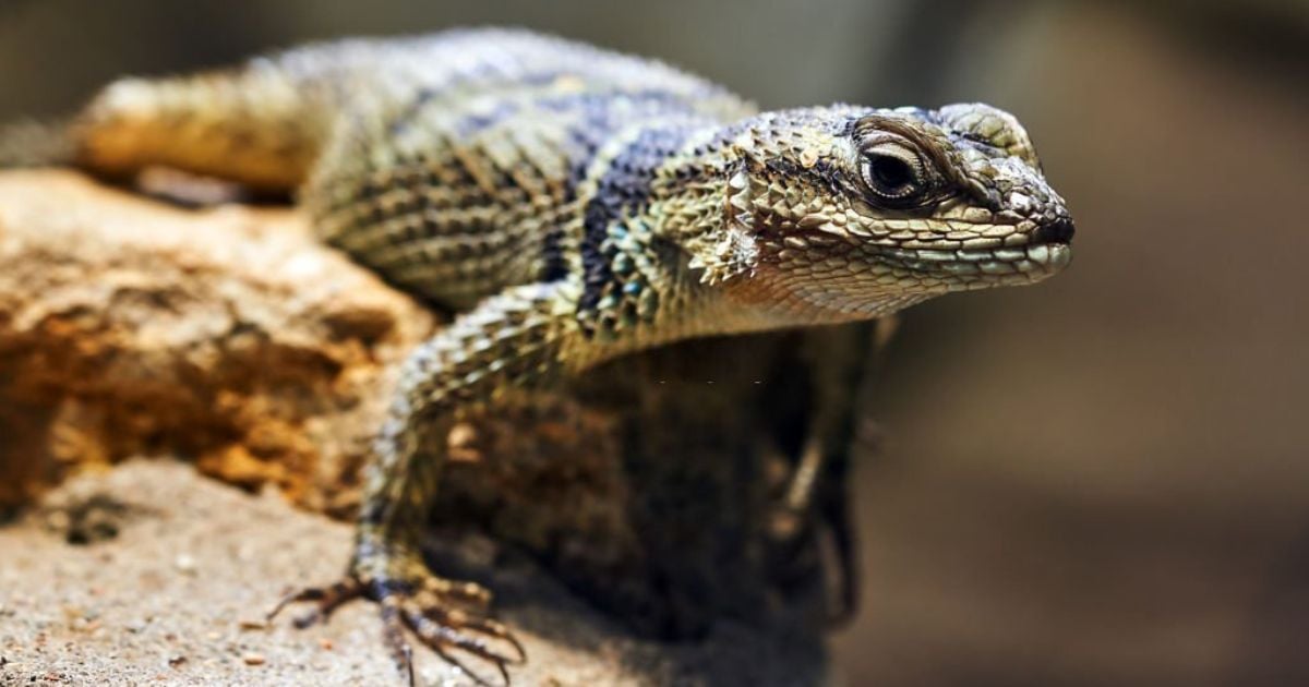 Meanings When You Dream About Lizard