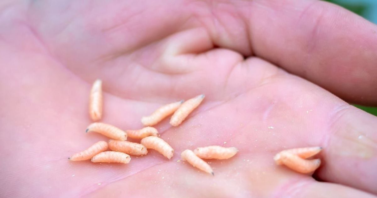 What Does It Mean When You Dream About Maggots?