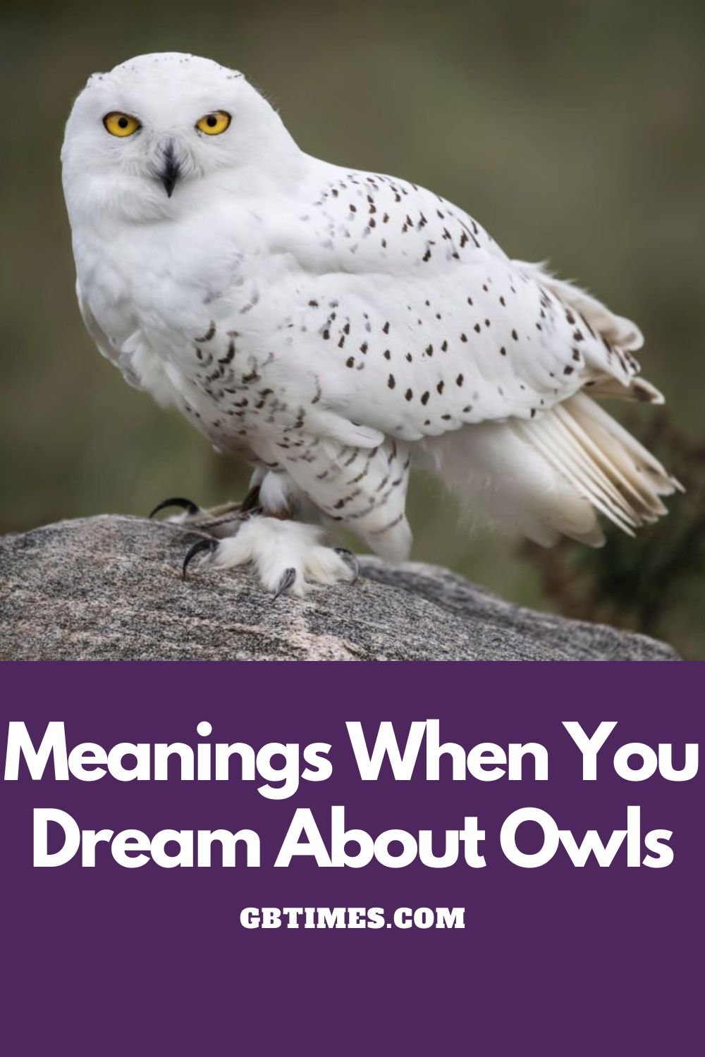Dream About Owls - Meaning And Interpretation