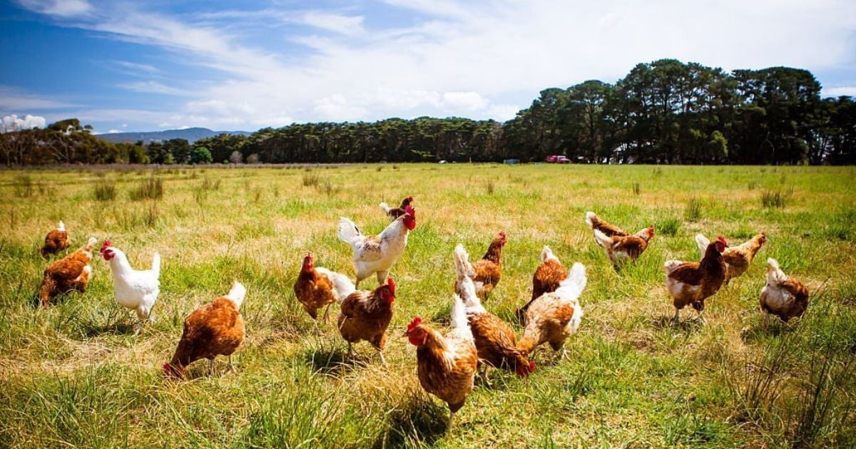27 Meanings When You Dream About Chickens