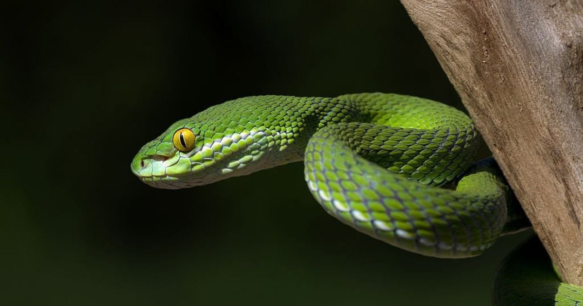Dreams about Green Snakes – Meaning and Symbolism
