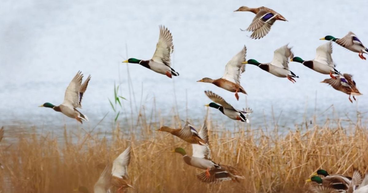 Duck Meaning and Symbolism and the Duck Spirit Animal