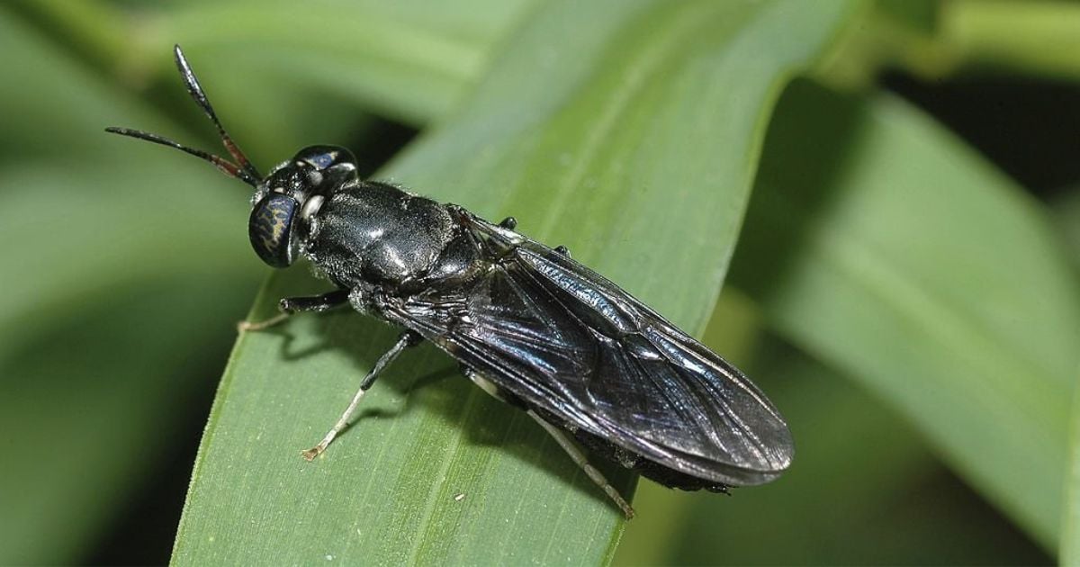 Fly Spirit Animal Symbolism & Meaning