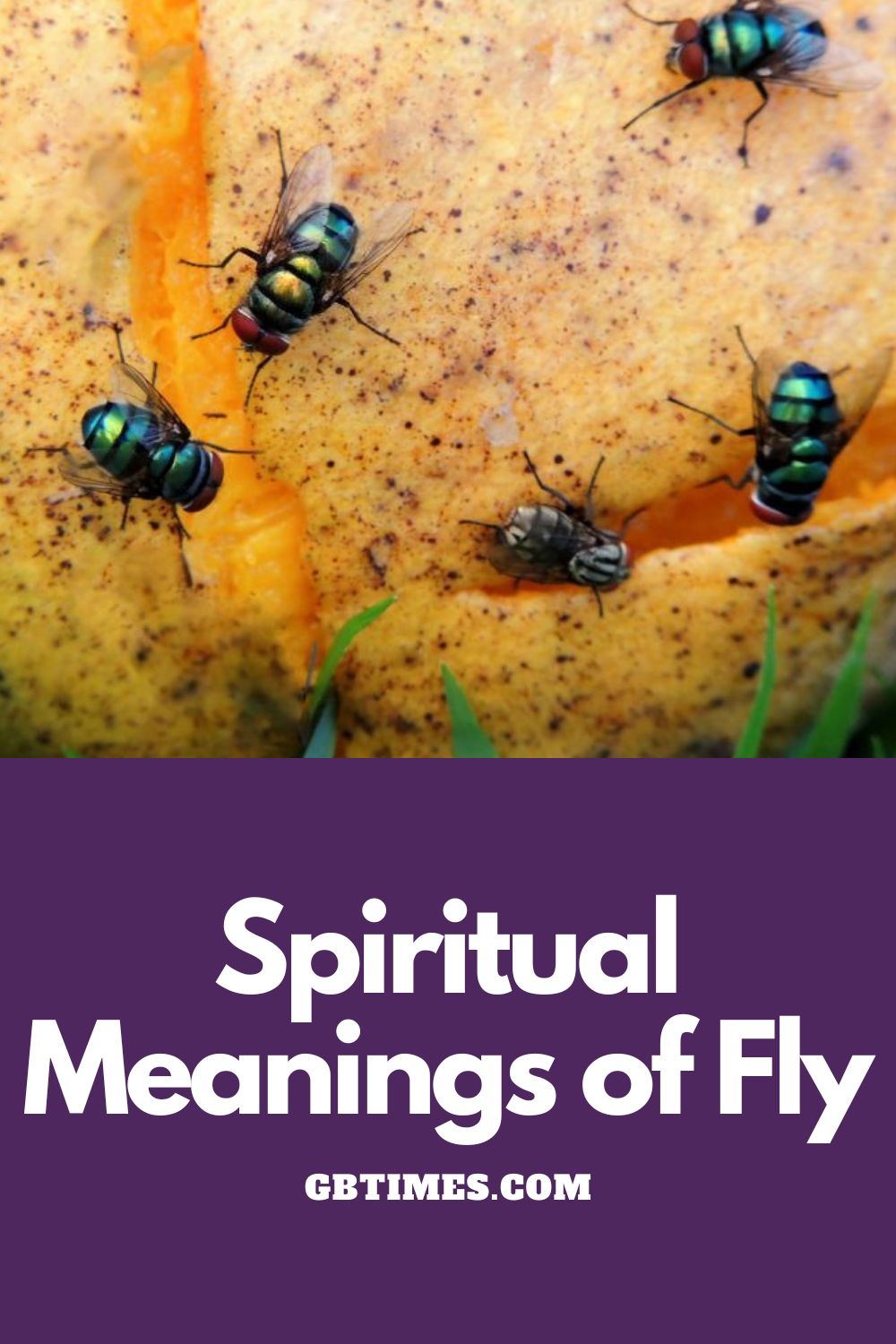 Spiritual Meanings Of Fly