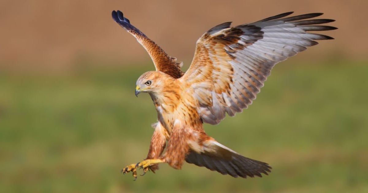Hawk Symbolism & Meaning & the Hawk Spirit Animal