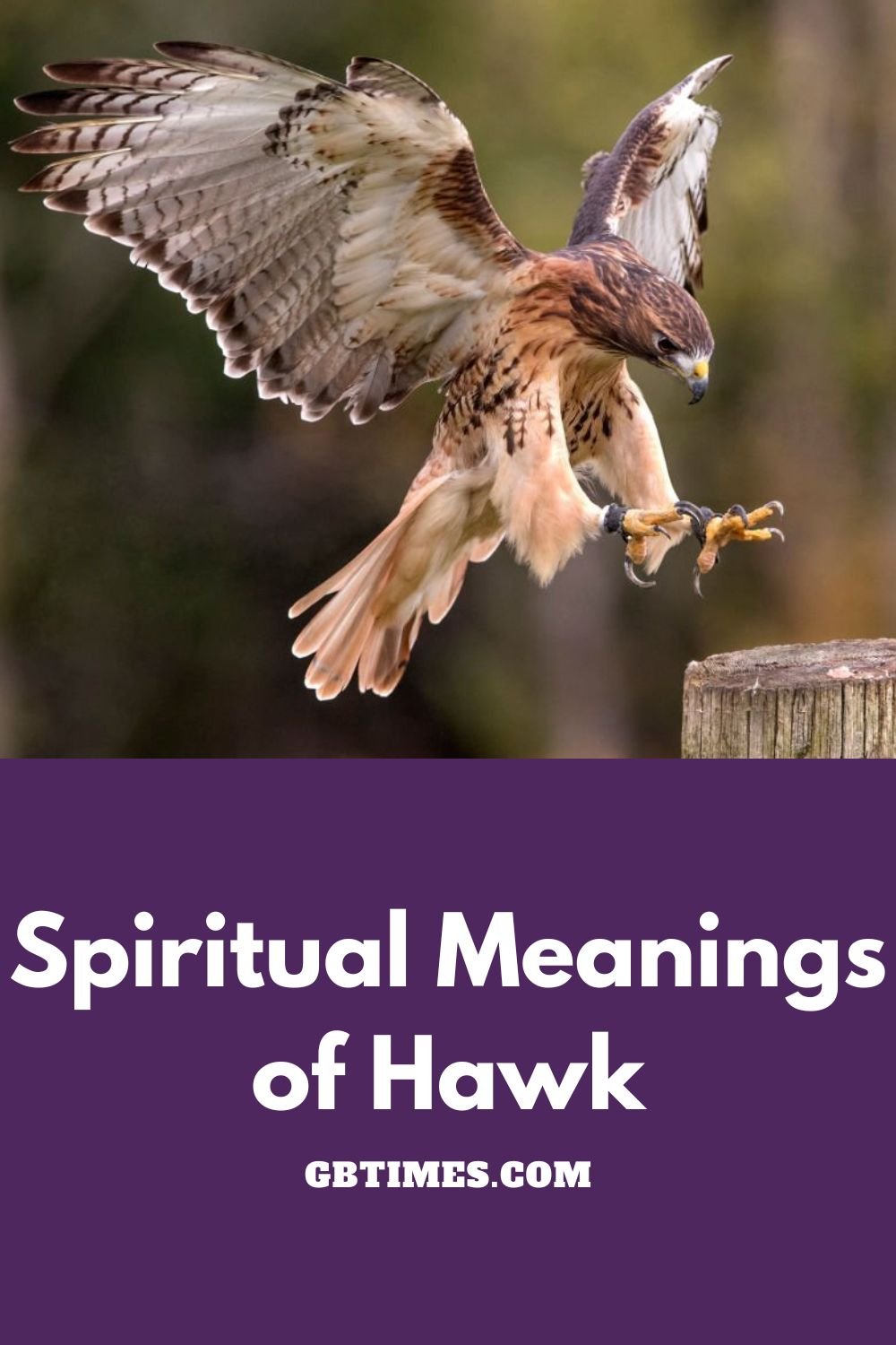 Meaning of a Hawk: The Spiritual & Symbolic Significance