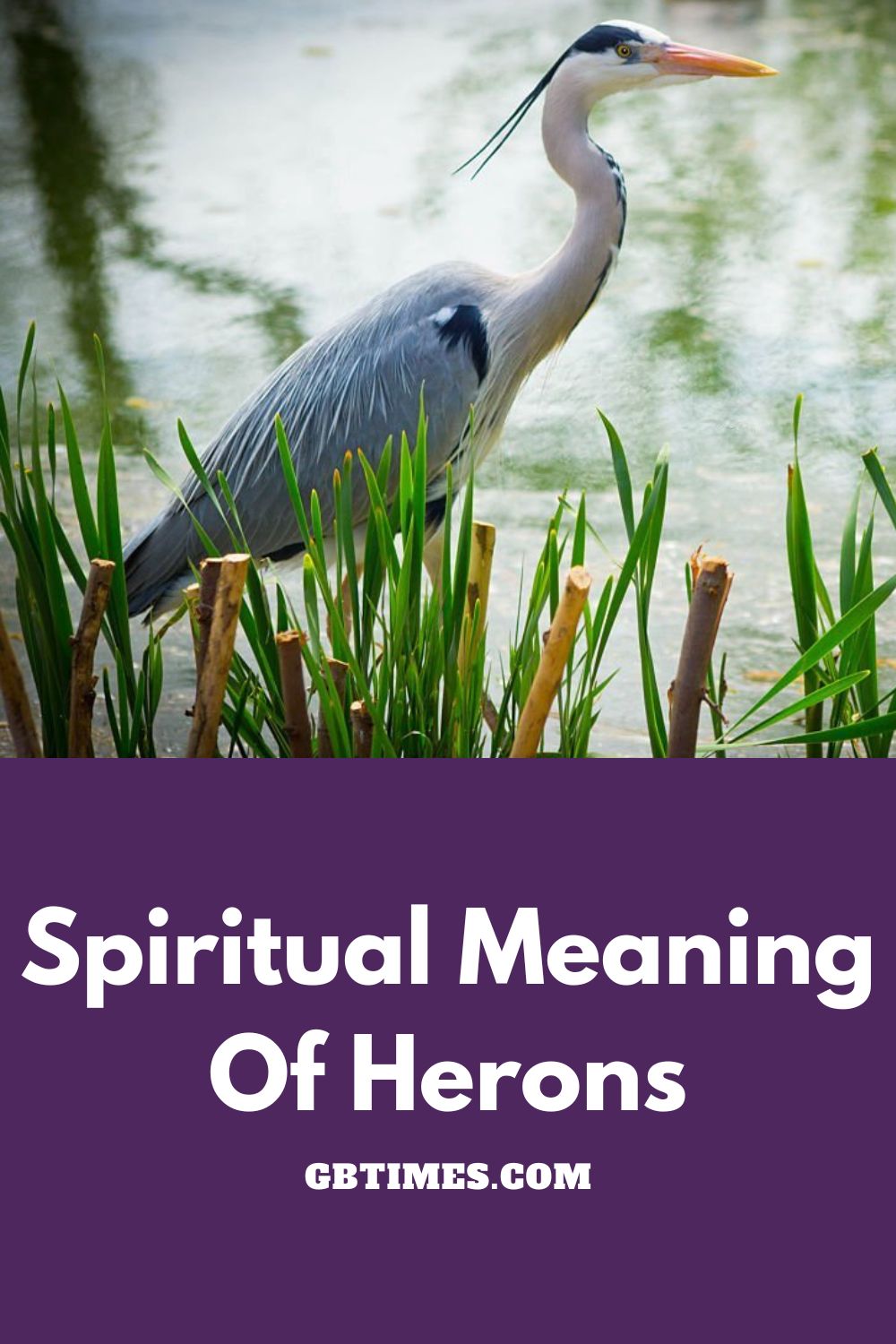 Heron Symbolism & Meaning (+Totem, Spirit & Omens)