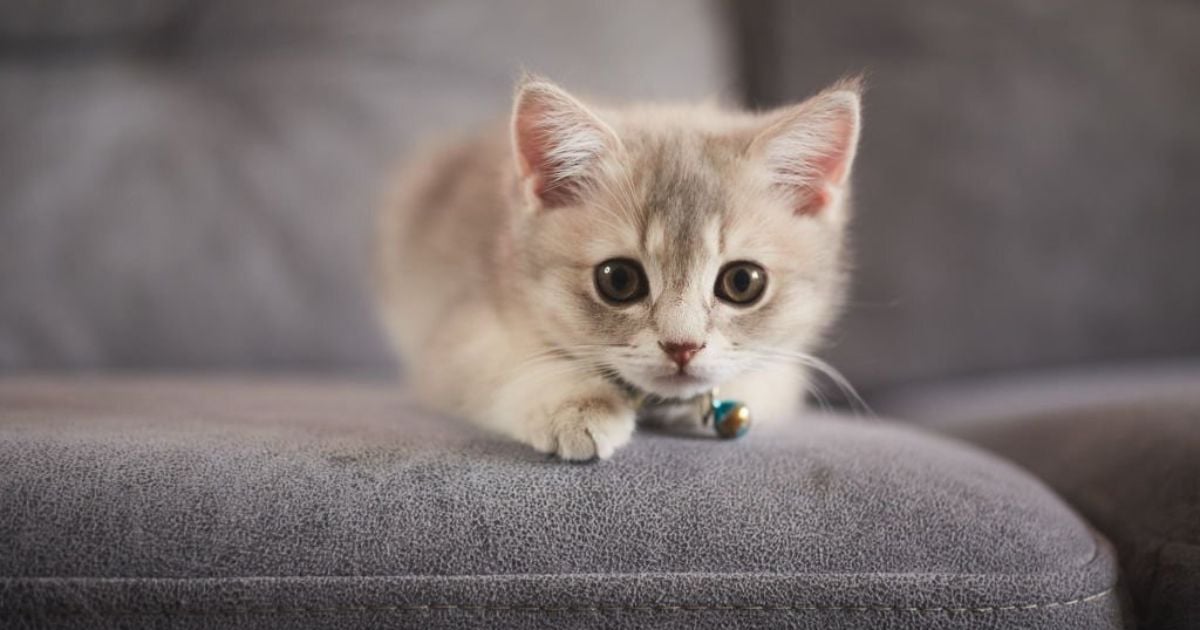 23 Meanings When You Dream Of Kittens