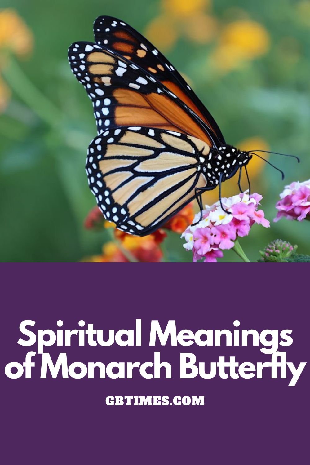 The Symbolic Meaning of Crossing Paths With a Monarch Butterfly