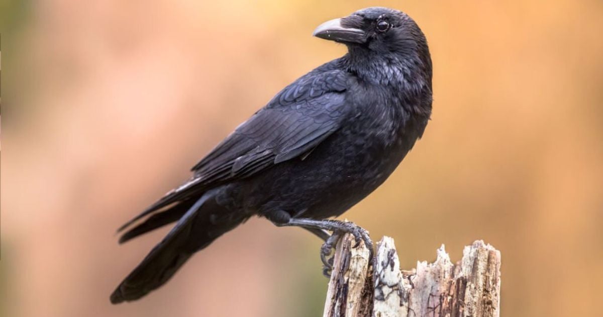The Spiritual Significance of Crossing Paths With Crows and Ravens