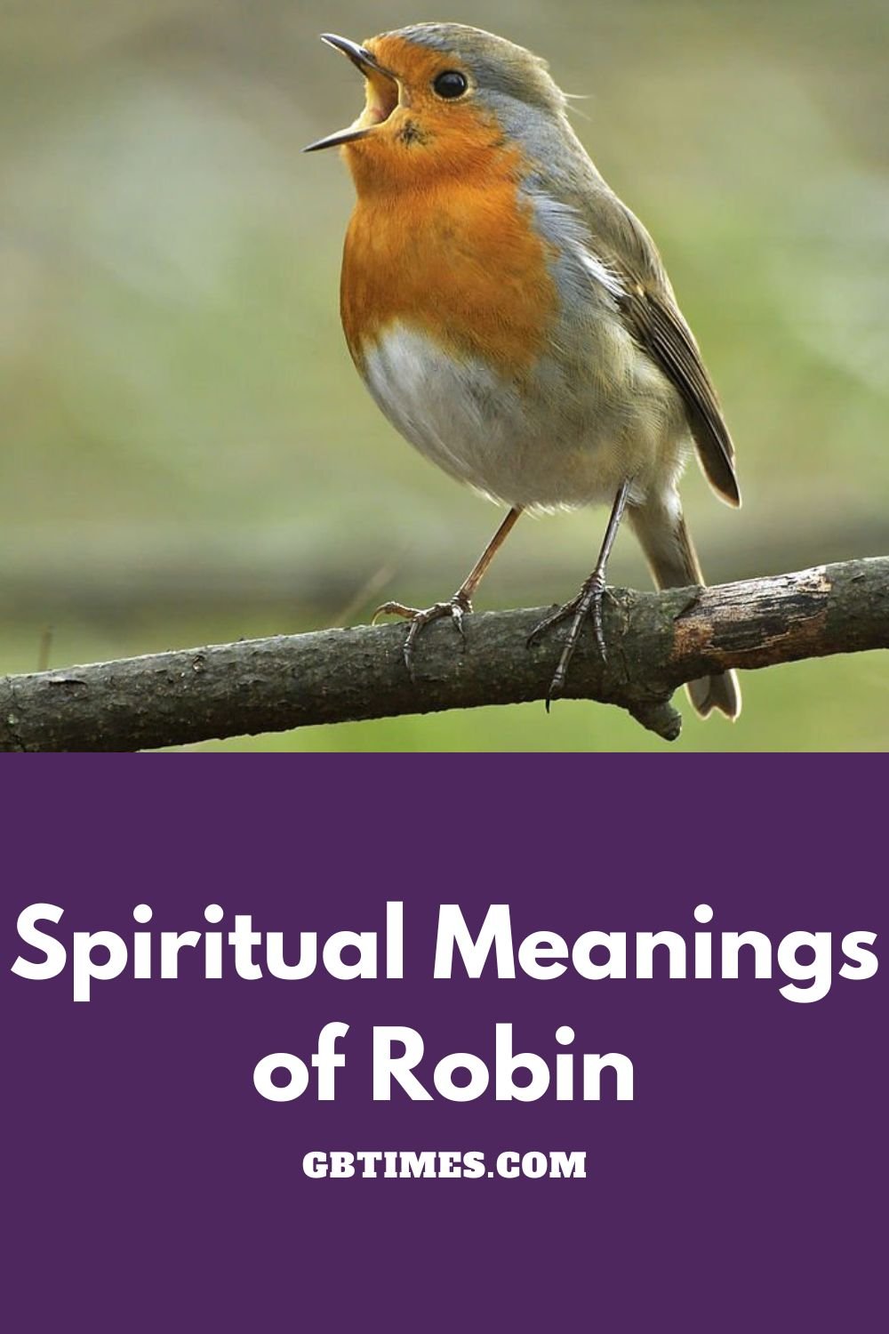 Spiritual Meanings of Robin