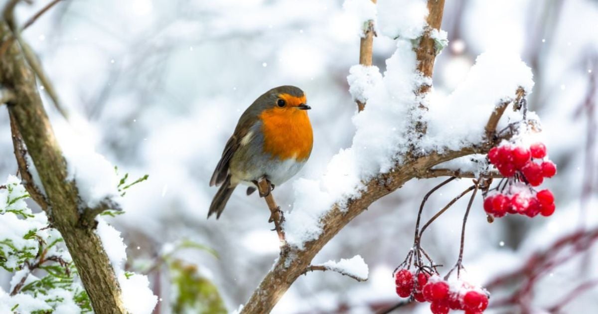 Robin Symbolism and Meaning (Totem, Spirit, and Omens)