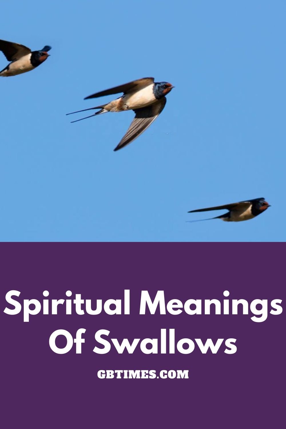 Swallow Bird Spiritual Meanings and Symbolism