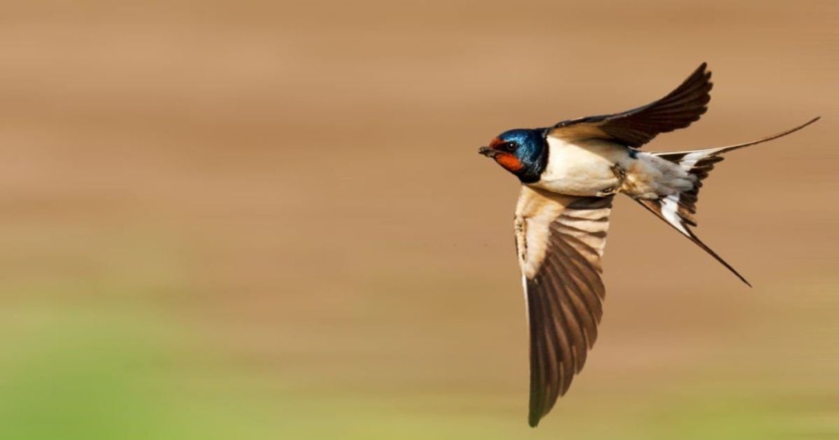 Spiritual Meanings Of Swallow