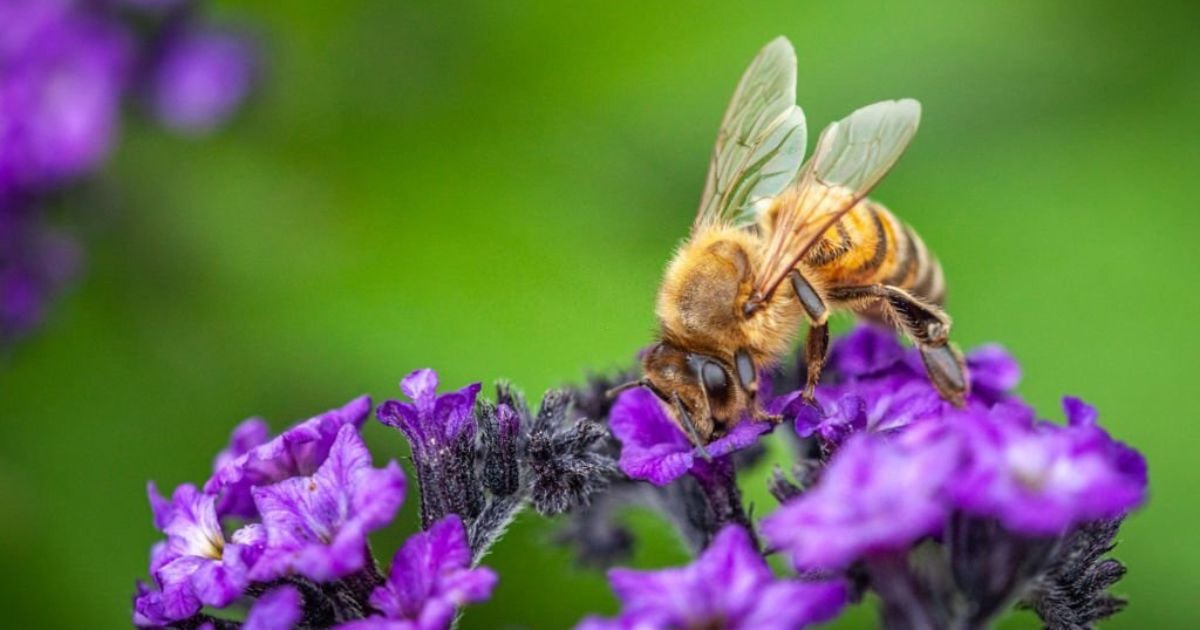 What Do Bees Symbolize?