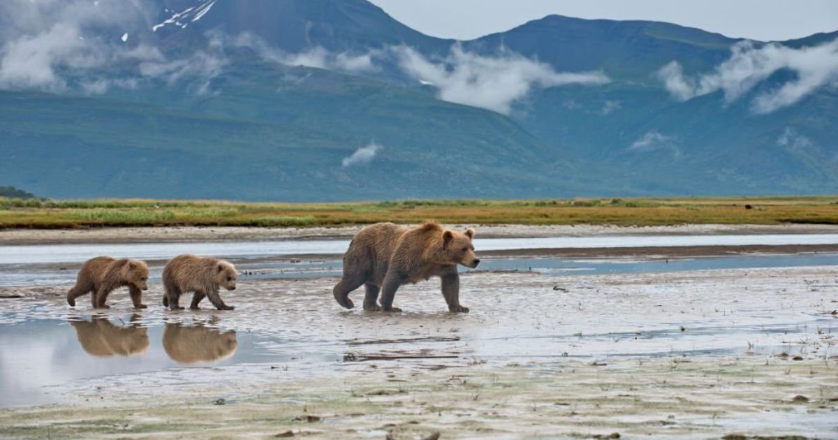 Spiritual Meanings Of Bear