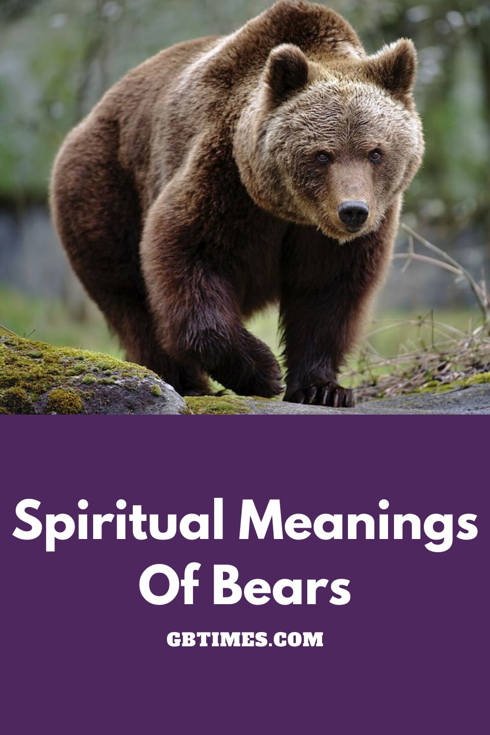 What It Means To See A Bear: Spiritual Meaning & Symbolism