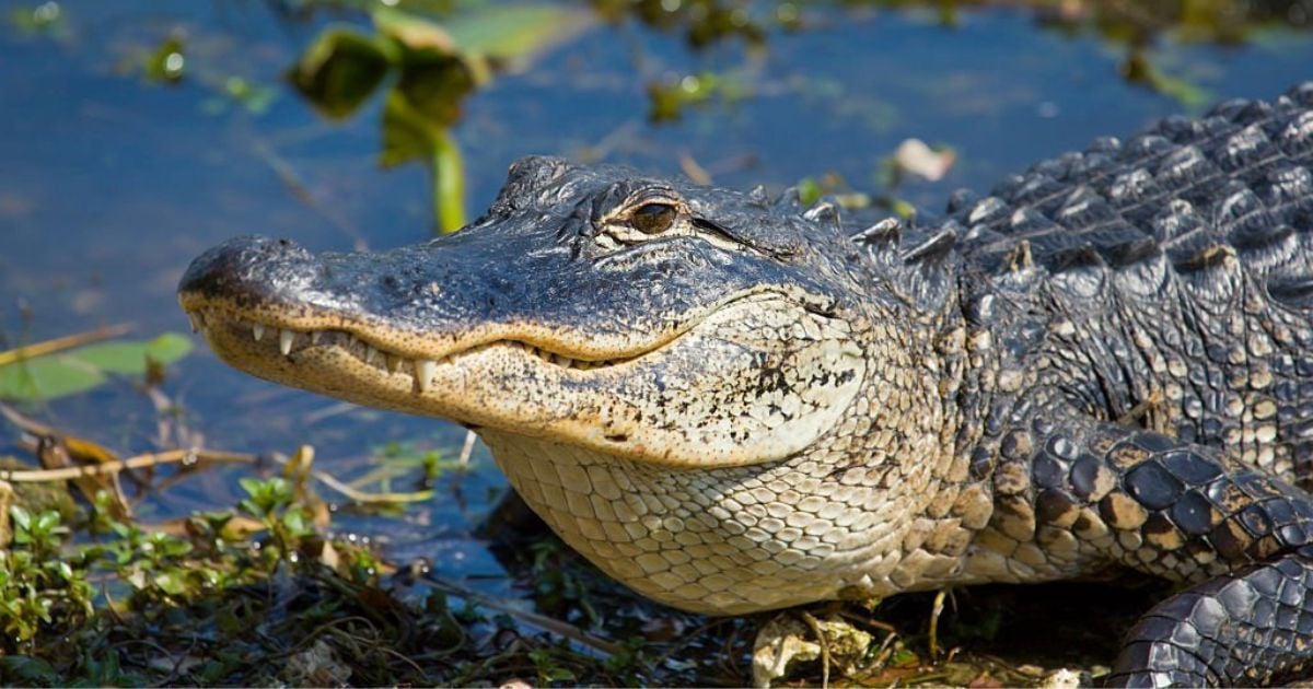 What Does It Mean if I Dream About Alligators?