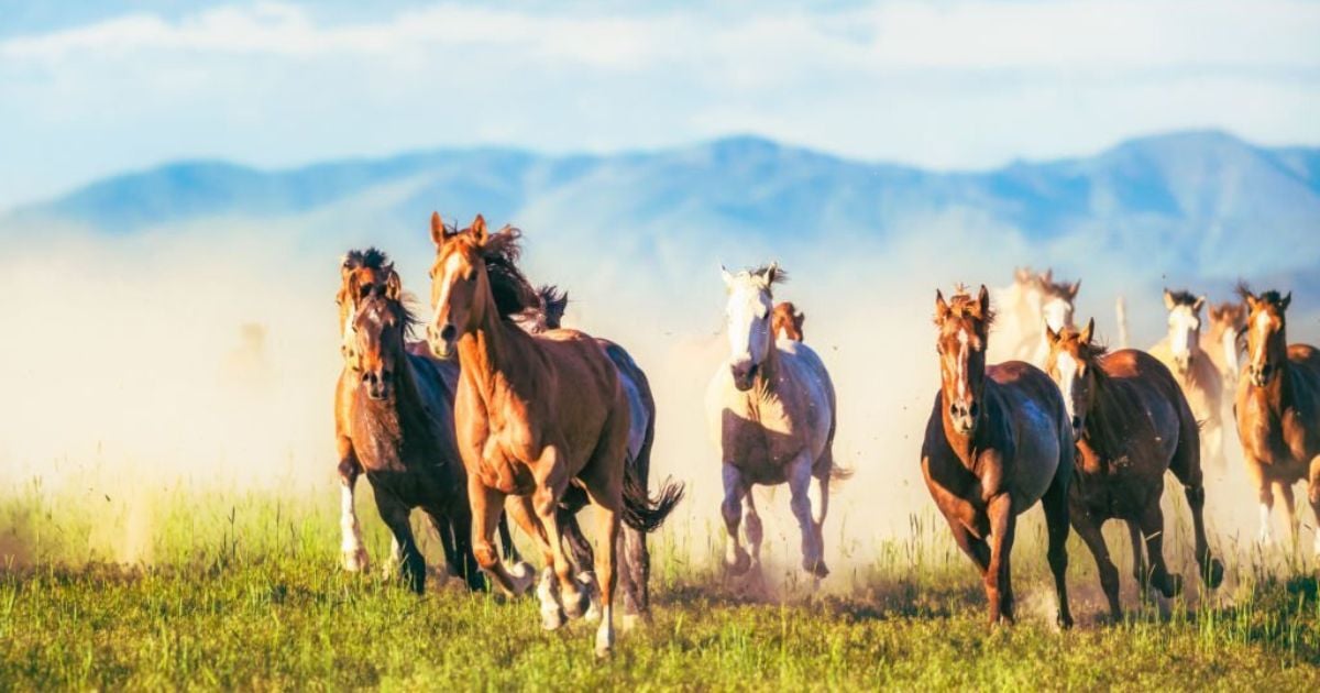 23 Meanings When You Dream About Horses