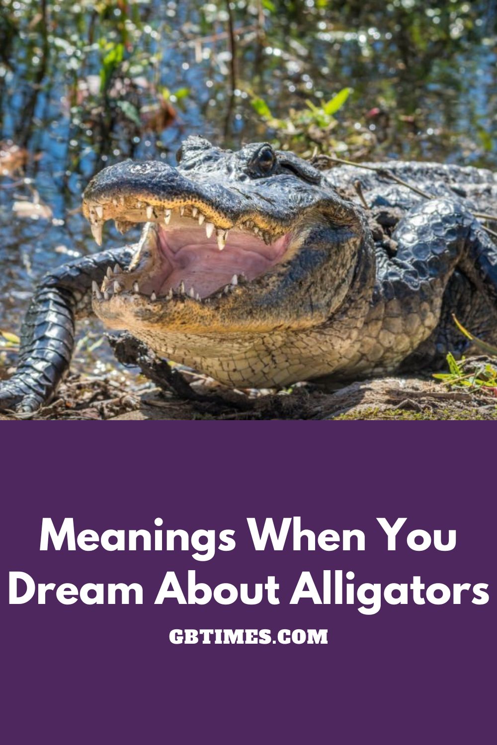 Dreams About Alligators: What Do They Mean?