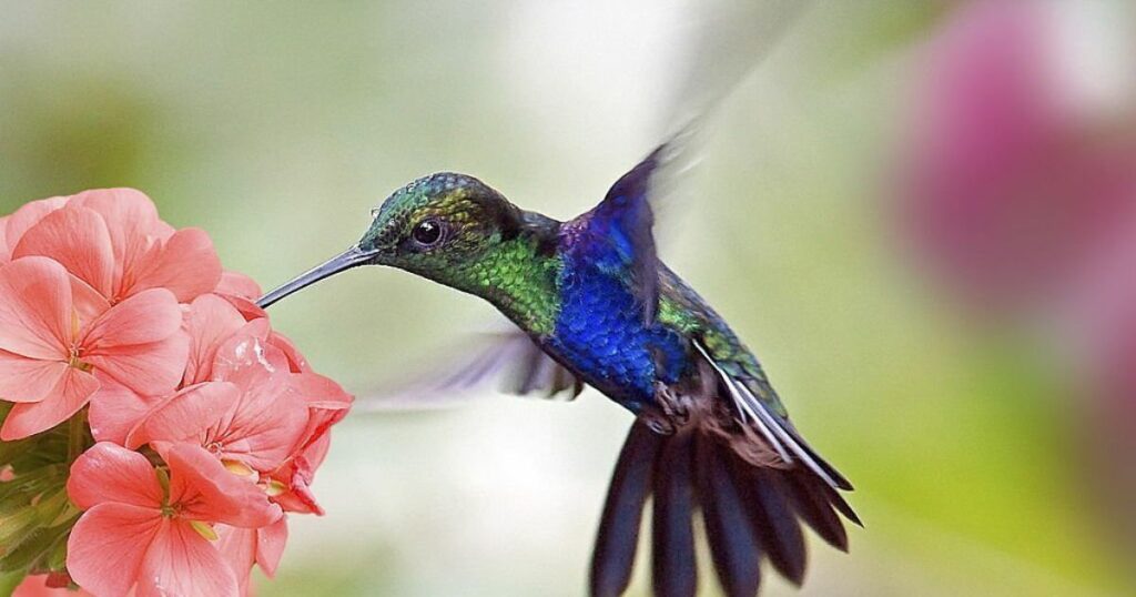 Meanings When You Dream About Hummingbird
