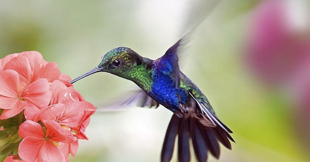 22 Meanings When You Dream About Hummingbirds