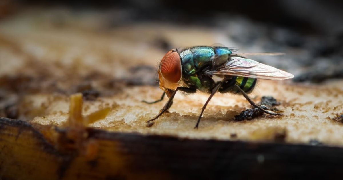 26 Meanings When You Dream About Flies