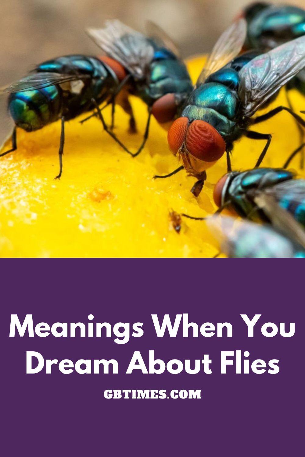 Flies Dream Meaning Interpretation